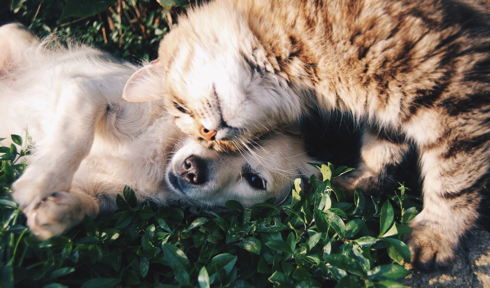 Compagnons