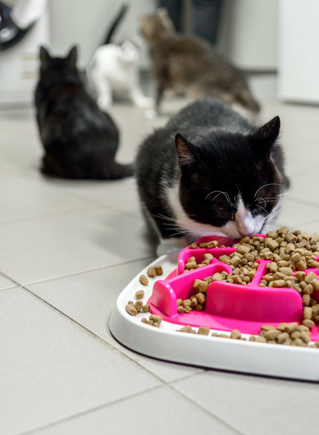 cat-eating-dry-food-in-animal-shelter.jpg